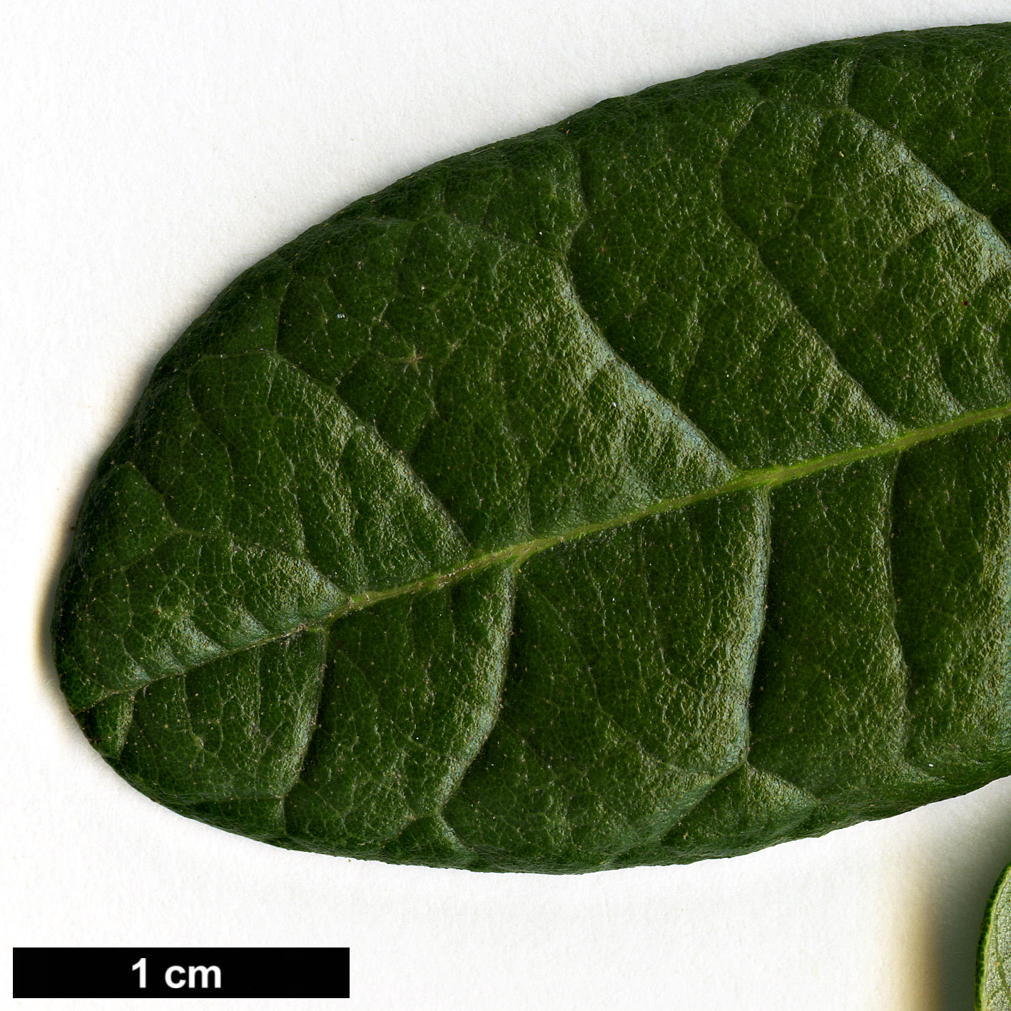 High resolution image: Family: Fagaceae - Genus: Quercus - Taxon: cubana